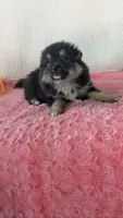Bo- bo, a female Pomeranian for sale in Shipshewana, IN – 3 of 10