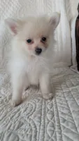 Creamer, a female Pomeranian for sale in Shipshewana, IN – 8 of 10
