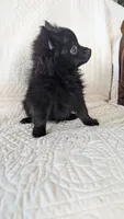 Haillie, a female Pomeranian for sale in Shipshewana, IN – 3 of 10