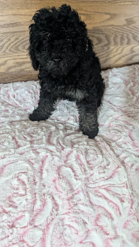 Patsie – Poodle - Toy  puppy for sale in Shipshewana, IN