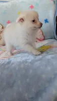 Cloe, a female Pomeranian for sale in Shipshewana, IN – 2 of 10