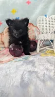Cinder, a male Pomeranian for sale in Shipshewana, IN – 5 of 10
