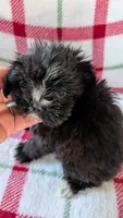 Luster, a male Maltipom for sale in Shipshewana, IN – 10 of 10