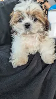Jax, a male Shih Tzu for sale in Shipshewana, IN – 7 of 10