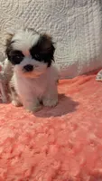 Tracker , a male Shih Tzu for sale in Shipshewana, IN – 8 of 9