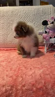 May, a male Pomeranian for sale in Shipshewana, IN – 6 of 10