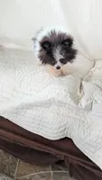 Willie, a male Pomeranian for sale in Shipshewana, IN – 7 of 8