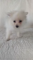 Creamer, a female Pomeranian for sale in Shipshewana, IN – 10 of 10