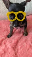 Roxy , a female Yorkshire Terrier for sale in Shipshewana, IN – 5 of 10
