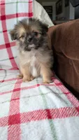 Joann, a female Pomapoo for sale in Shipshewana, IN – 7 of 10