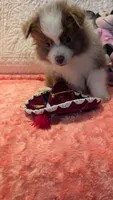 May, a male Pomeranian for sale in Shipshewana, IN – 7 of 10