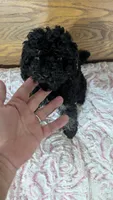 Patsie, a female Poodle - Toy  for sale in Shipshewana, IN – 5 of 10