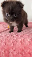 Crunchy , a female Pomeranian for sale in Shipshewana, IN – 8 of 10