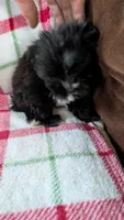 Luster, a male Maltipom for sale in Shipshewana, IN – 2 of 10