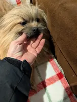 Smartie, a male Pomimo for sale in Shipshewana, IN – Photo 7 of 10