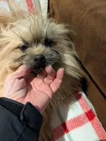 Smartie, a male Pomimo for sale in Shipshewana, IN – Photo 9 of 10