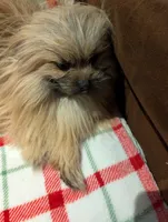 Smartie, a male Pomimo for sale in Shipshewana, IN – Photo 3 of 10