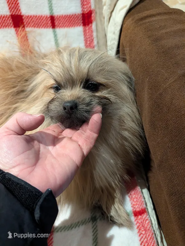Smartie, a male Pomimo for sale in Shipshewana, IN – Photo 1 of 10
