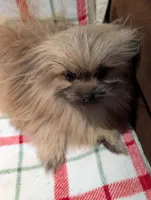 Smartie, a male Pomimo for sale in Shipshewana, IN – Photo 2 of 10