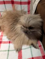 Smartie, a male Pomimo for sale in Shipshewana, IN – Photo 5 of 10