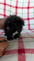 Luster, a male Maltipom for sale in Shipshewana, IN – 9 of 10