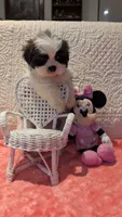 Tracker , a male Shih Tzu for sale in Shipshewana, IN – 5 of 9