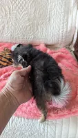 Angel , a female Pomeranian for sale in Shipshewana, IN – 8 of 8