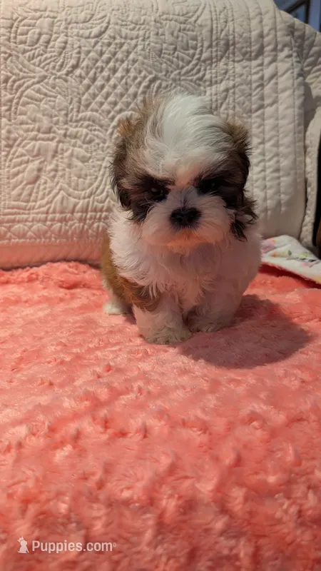 Tracker  – Shih Tzu puppy for sale in Shipshewana, IN