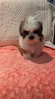 Tracker , a male Shih Tzu for sale in Shipshewana, IN – 1 of 9