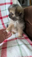 Joann, a female Pomapoo for sale in Shipshewana, IN – 10 of 10