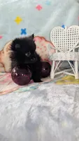 Cinder, a male Pomeranian for sale in Shipshewana, IN – 9 of 10