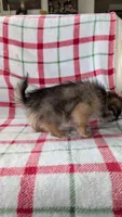 Mike , a male Shiranian for sale in Shipshewana, IN – 6 of 10