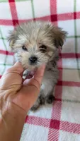 Dusty , a male Maltipoo for sale in Shipshewana, IN – 10 of 10