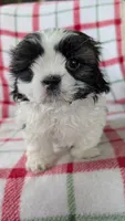 Duke , a male Shih Tzu for sale in Shipshewana, IN – 8 of 10
