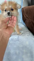 Pippi, a female Pomeranian for sale in Shipshewana, IN – 8 of 10