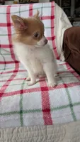Max, a male Pomeranian for sale in Shipshewana, IN – 8 of 10