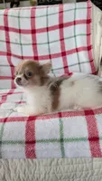 Max, a male Pomeranian for sale in Shipshewana, IN – 6 of 10