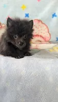 Barry , a male Pomeranian for sale in Shipshewana, IN – 5 of 10