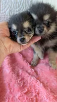 Angel , a female Pomeranian for sale in Shipshewana, IN – 4 of 8
