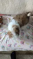 Jax, a male Shih Tzu for sale in Shipshewana, IN – 9 of 10