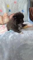 Maizie, a female Pomeranian for sale in Shipshewana, IN – 5 of 10