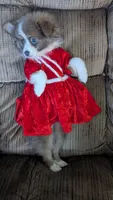 Happy , a female Pomeranian for sale in Shipshewana, IN – 10 of 10