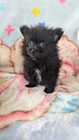 Cinder, a male Pomeranian for sale in Shipshewana, IN – 3 of 10