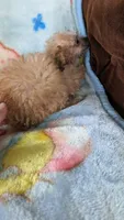 Joyce , a female Pomapoo for sale in Shipshewana, IN – 4 of 7