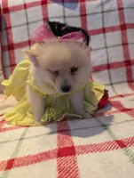 Daisy, a female Pomeranian for sale in Shipshewana, IN – Photo 9 of 10