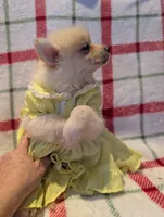 Daisy, a female Pomeranian for sale in Shipshewana, IN – Photo 5 of 10