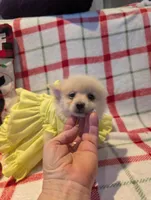 Daisy, a female Pomeranian for sale in Shipshewana, IN – Photo 6 of 10