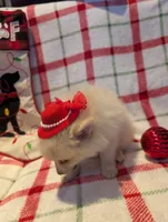 Daisy, a female Pomeranian for sale in Shipshewana, IN – Photo 3 of 10