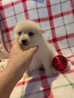 Daisy, a female Pomeranian for sale in Shipshewana, IN – Photo 2 of 10