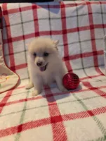 Daisy, a female Pomeranian for sale in Shipshewana, IN – Photo 1 of 10